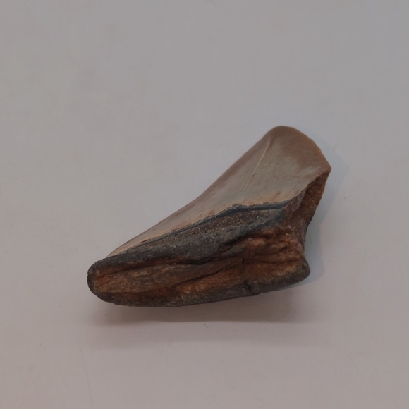 Real Otodus Megalodon Fossilized Shark Tooth 3 In Beautiful Colors - Picture 10 of 11